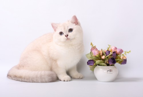 Penelope Holyland